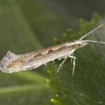 Scientists exposed diamondback moths to extreme heat for 3 years; their descendants evolved faster development and greater heat survival |