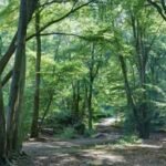 Britain planted woodland on former farmland; 25 years later, scientists found its soil and plants were still different from ancient woodland |