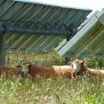 A Texas farmer stopped planting cotton and sent his sheep to solar farms; the switch turned a potential $200,000 loss into $300,000 profit