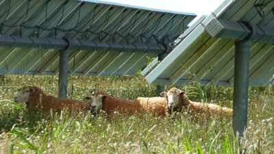 A Texas farmer stopped planting cotton and sent his sheep to solar farms; the switch turned a potential $200,000 loss into $300,000 profit