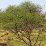Sudan planted Acacia senegal across drylands; years later, older plantations had more carbon but grasslands still held more soil moisture |