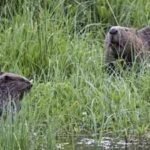 Britain released two beavers into a 10-hectare forest; 5 years later, peak water flow fell 46.6% and baseflow rose by 417%
