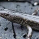 In 1992, scientists moved 30 pregnant skinks to a New Zealand island; years later, their population showed a genetic surprise |