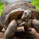 In 2018, Madagascar began rebuilding a giant tortoise population with just 12 founders; their offspring showed increased genetic diversity |