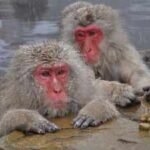 In 1996, scientists moved 38 Japanese macaques from Japan to Austria; 23 years later, there were 160 |