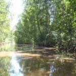 Guyana planted more than 500,000 mangroves along its coast; 5 to 11 years later restored forests were already supporting fish communities similar to natural mangroves |