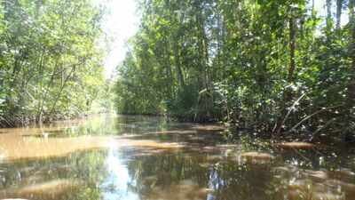 Guyana planted more than 500,000 mangroves along its coast; 5 to 11 years later restored forests were already supporting fish communities similar to natural mangroves |