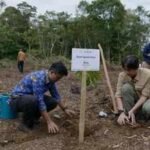 Indonesia began restoring 159 hectares damaged by floods and landslides to rebuild habitat around the last remaining Tapanuli orangutan ecosystem |
