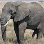 Tanzania planted 100,000 native trees along an elephant corridor; the 1,000 animals now have a route from savanna to rainforest |