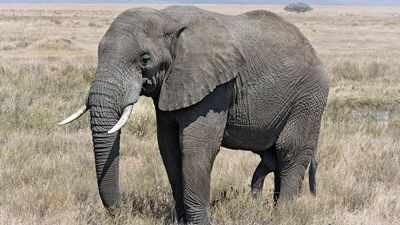 Tanzania planted 100,000 native trees along an elephant corridor; the 1,000 animals now have a route from savanna to rainforest |