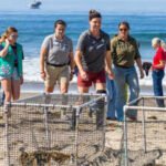 After 40 years without nesting, western snowy plovers have returned to a California beach; a conservation programme has now released 212 birds since 2016 and is using tracking tags to follow their movements