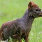 Meet the world's smallest deer: The tiny ‘Pudu’ is barely four apples tall, weighs only a few kilograms and lives in South America's forests