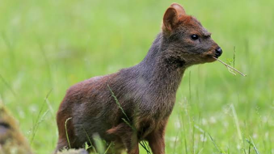 Meet the world's smallest deer: The tiny ‘Pudu’ is barely four apples tall, weighs only a few kilograms and lives in South America's forests