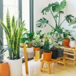 15 houseplants linked to cleaner indoor air: NASA’s 1989 study put these common plants on the map, here’s what each one may help remove from your home