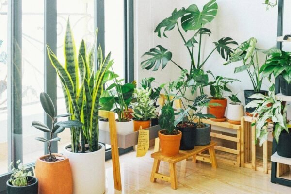 15 houseplants linked to cleaner indoor air: NASA’s 1989 study put these common plants on the map, here’s what each one may help remove from your home