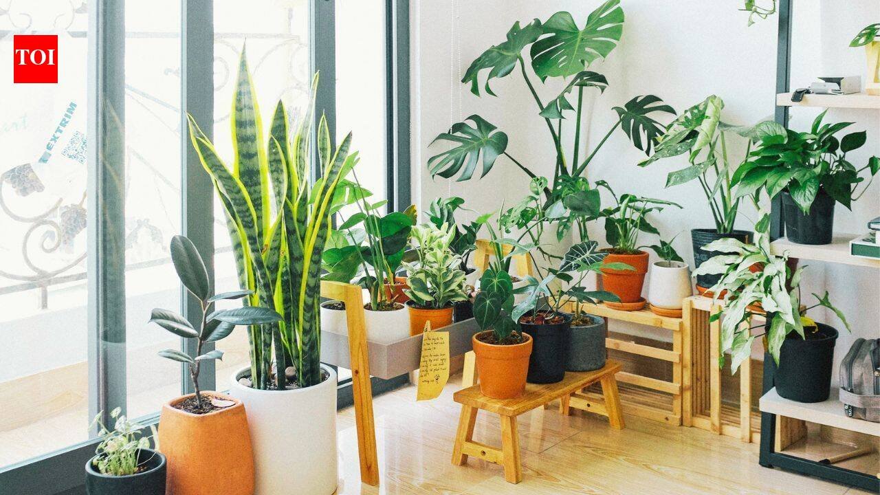 15 houseplants linked to cleaner indoor air: NASA’s 1989 study put these common plants on the map, here’s what each one may help remove from your home