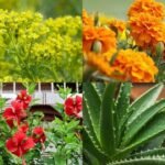 10 medicinal plants and flowers that can be easily grown in your balcony