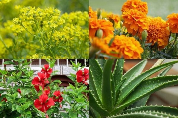 10 medicinal plants and flowers that can be easily grown in your balcony