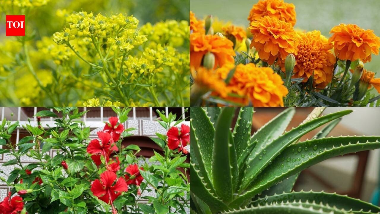 10 medicinal plants and flowers that can be easily grown in your balcony