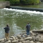 After Ohio removed Brecksville Dam in 2020, free-flowing habitat linked to Lake Erie more than doubled to 71 km; scientists later found 15 newly detected fish taxa downstream