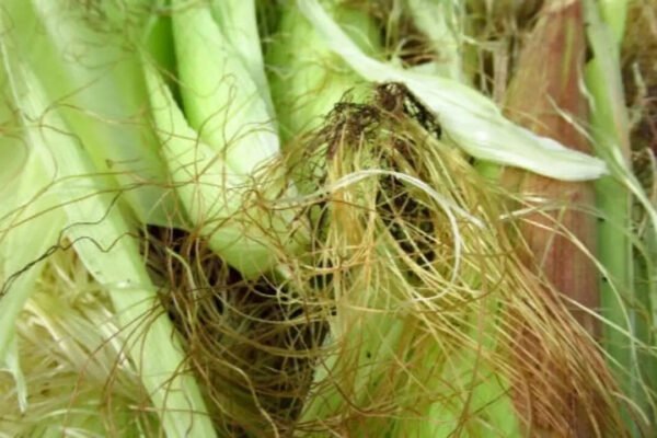 5 clever ways to repurpose corn husks in under 10 minutes and give everyday items a creative makeover