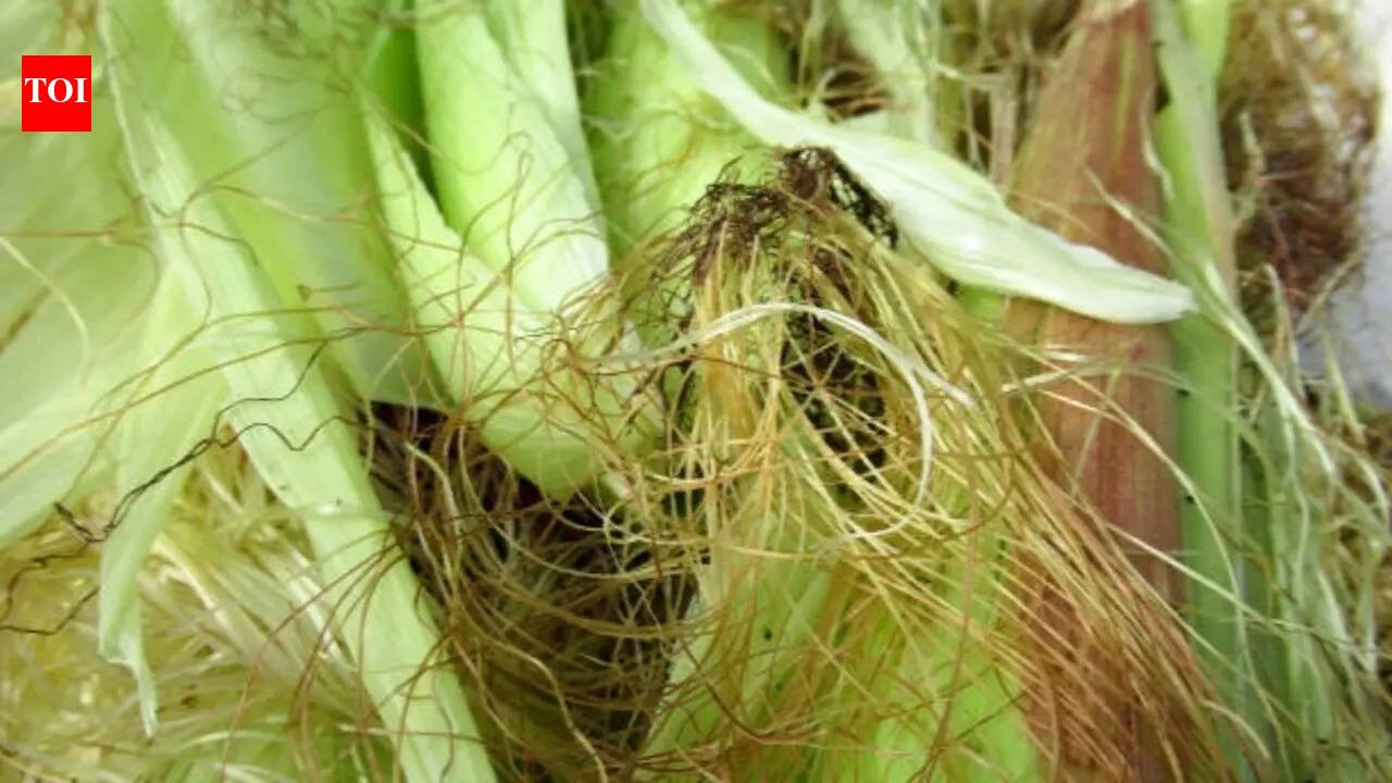 5 clever ways to repurpose corn husks in under 10 minutes and give everyday items a creative makeover