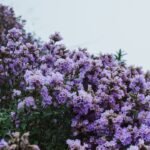 Neelakurinji flowers' rare bloom, which happens once in 12 years, covers the Munnar hills in blue-violet colours |