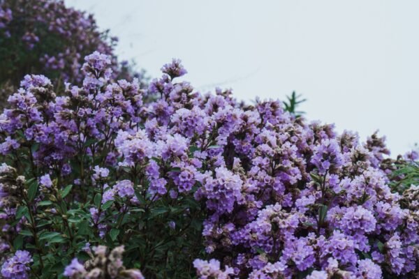 Neelakurinji flowers' rare bloom, which happens once in 12 years, covers the Munnar hills in blue-violet colours |