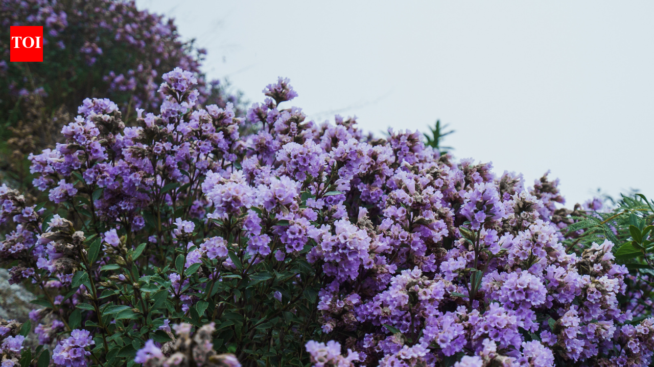 Neelakurinji flowers' rare bloom, which happens once in 12 years, covers the Munnar hills in blue-violet colours |
