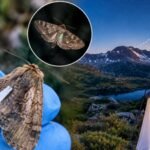 Scientists tagged 14,000 endangered Australian moths with paint and eyelash glue to trace their migration; not one was found, and researchers say that may be good news
