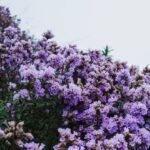 Once in 12 years, Munnar turns blue and purple; the rare Neelakurinji bloom is back in Kerala; here's where you can see it