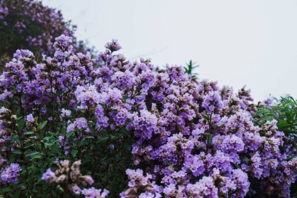 Once in 12 years, Munnar turns blue and purple; the rare Neelakurinji bloom is back in Kerala; here's where you can see it