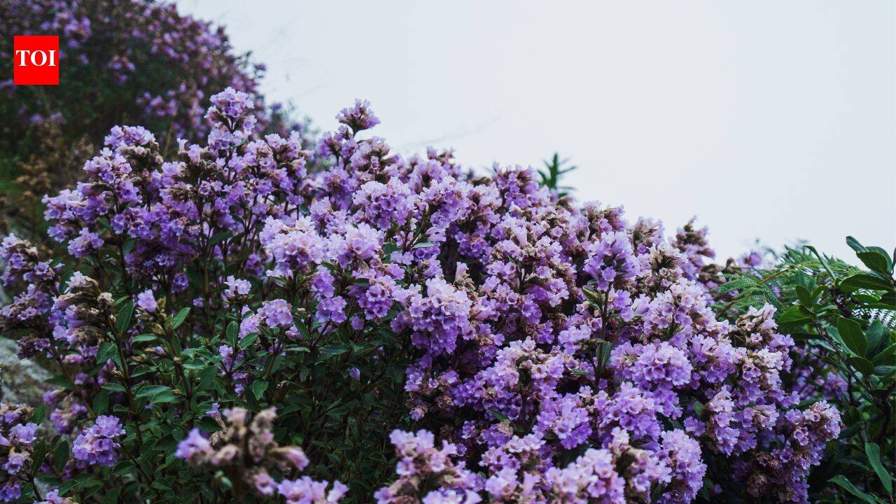 Once in 12 years, Munnar turns blue and purple; the rare Neelakurinji bloom is back in Kerala; here's where you can see it