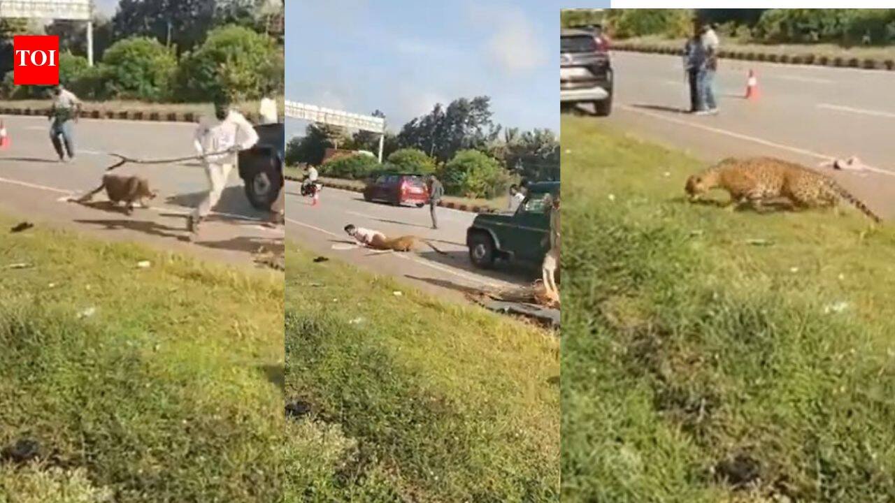 ‘Suddenly, it attacked’: Injured leopard ambushes forest official during Karnataka rescue operation; watch