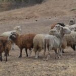 In 1980, conservationists began eradicating feral sheep to restore California's Santa Cruz Island; by 1987 numbers fell from 21,500 to under 100, then 12 lambs were rescued to save the breed