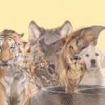 What you see first reveals your hidden personality trait you refuse to reveal to others