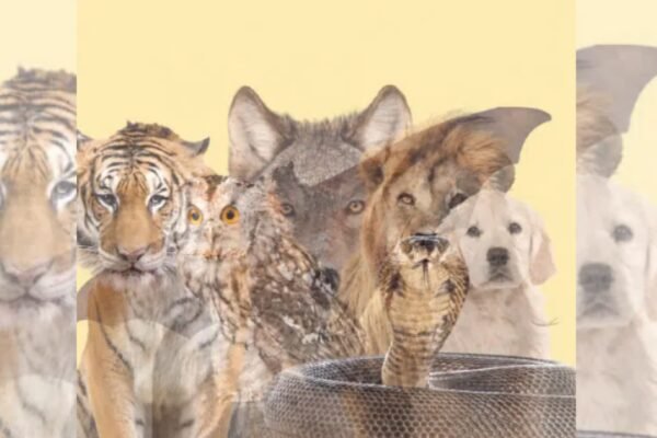 What you see first reveals your hidden personality trait you refuse to reveal to others