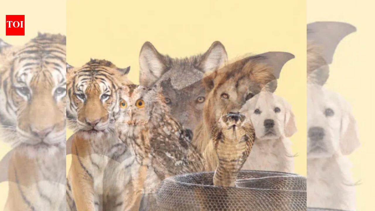 What you see first reveals your hidden personality trait you refuse to reveal to others