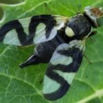 In 1973, Montana released a gall fly to control spotted knapweed; decades later, the biocontrol program was linked to over 3 times more hantavirus-positive deer mice
