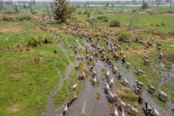 South Sudan’s first UNESCO World Heritage site covers nearly 30 million acres and protects a migration of roughly six million antelopes
