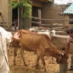 From Berlin to Radha Kund: How a German traveller who arrived in India in 1978 became a Padma Shri awardee and the ‘mother’ of 2,500 abandoned cows