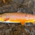 In 1864, Tasmania introduced brown trout from England for sport; 162 years later, conservationists are creating trout-free havens for a native fish with only about 6,000 left