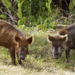 In the 1850s, pigs brought to Santa Cruz Island became feral; golden eagles drawn by piglets helped drive foxes down 95%, then 5,036 pigs were removed as foxes rebounded to 1,300+