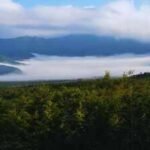 10 countries with the highest forest cover in the world; check India’s rank
