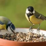 Bird-Friendly Balcony Garden: How to create a bird-friendly balcony garden: Simple ways to attract birds with the right plants, fresh water, food, shelter and safe spaces