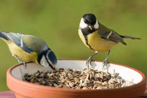 Bird-Friendly Balcony Garden: How to create a bird-friendly balcony garden: Simple ways to attract birds with the right plants, fresh water, food, shelter and safe spaces