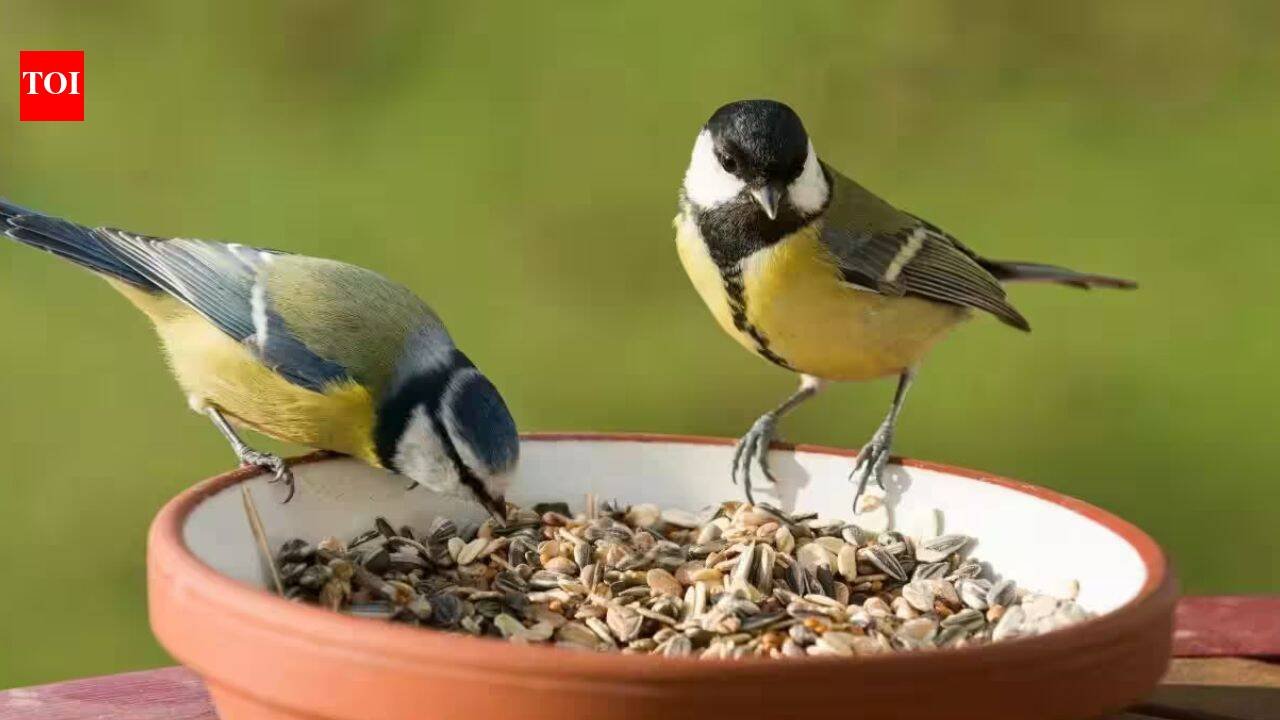 Bird-Friendly Balcony Garden: How to create a bird-friendly balcony garden: Simple ways to attract birds with the right plants, fresh water, food, shelter and safe spaces