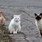 In 2016, NSW began fencing feral cats and foxes out of three reserves; 10 years later, 13 locally extinct species had returned, some after 100+ years, and were breeding again