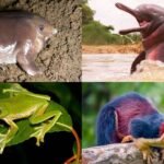 10 Indian animals that can leave you wondering: How does nature create this?