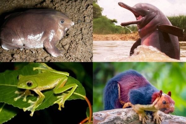 10 Indian animals that can leave you wondering: How does nature create this?